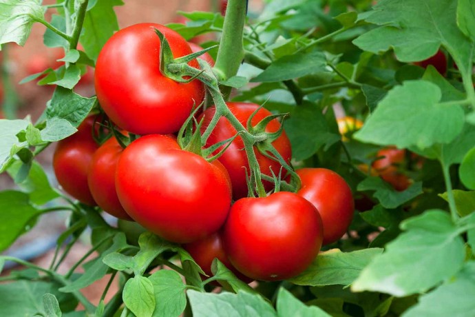 ​Народные средства для томатов