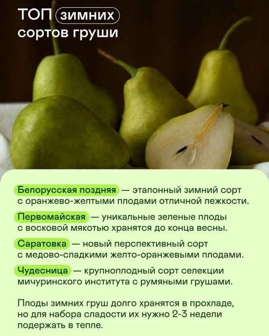 ​Самые сладкие сорта груши