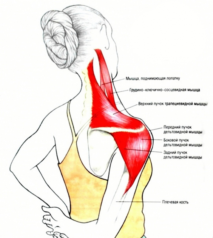 ​Трапециевидная мышца: точки напряжения и методы снятия боли