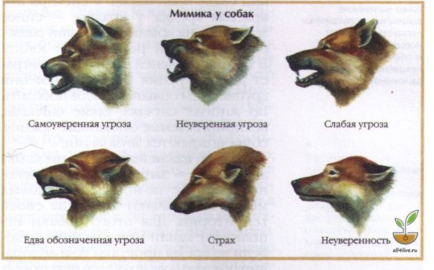 Как понять собачий язык без переводчика