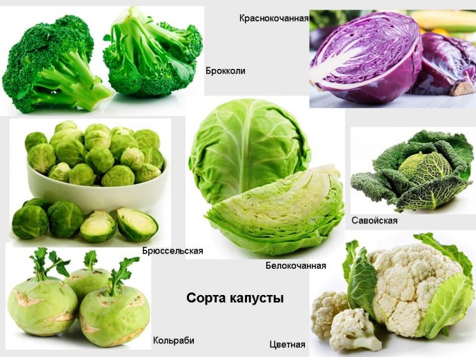 Где брать клетчатку зимой Где брать клетчатку зимой
