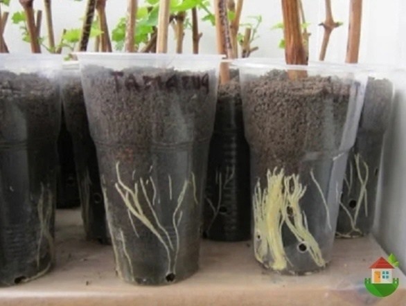 Особый способ укоренения черенков – укореняются даже самые капризные растения Особый способ укоренения черенков – укореняются даже самые капризные растения