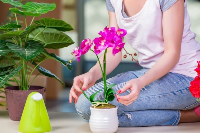 ​Как правильно мыть комнатные растения