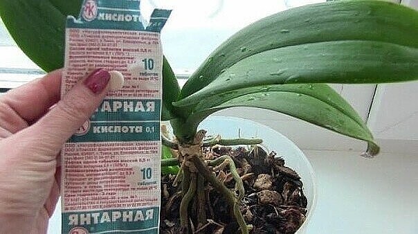 Янтарная кислота как скорая помощь растениям Янтарная кислота как скорая помощь растениям
