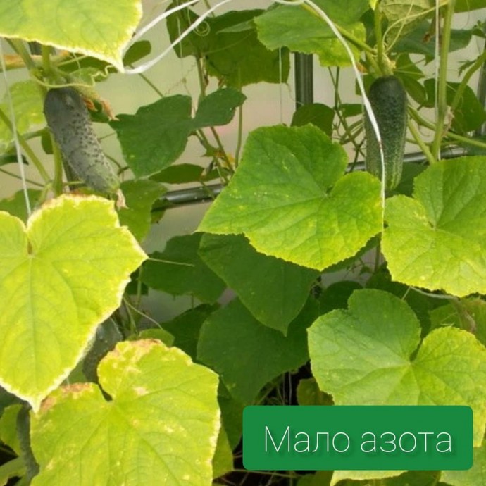Чего не хватает огурцам Чего не хватает огурцам