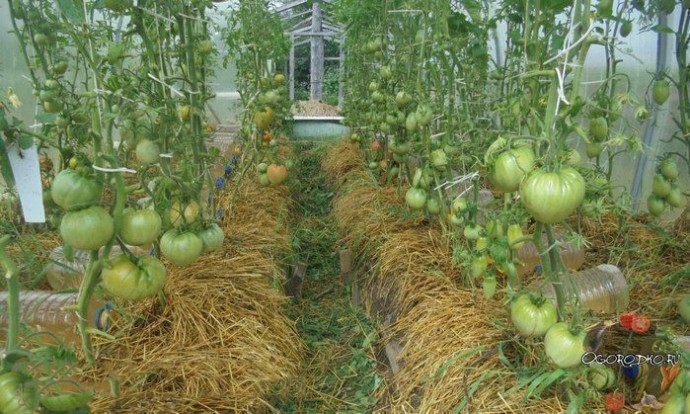 ​Садово - огородные подсказки по помидорам