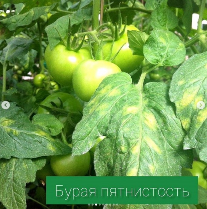 Болезни томатов Болезни томатов
