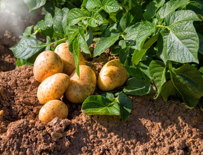 ​Можно ли от посадки резаного картофеля можно получить в 3 раза больше клубней