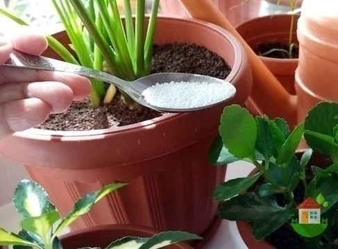 Бесценный совет бабушки по уходу за цветами Бесценный совет бабушки по уходу за цветами