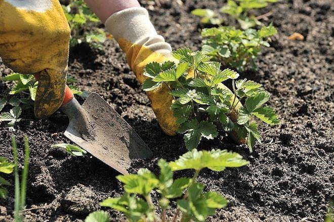 Как сажать клубнику в августе, чтобы обеспечить хороший урожай в следующем году