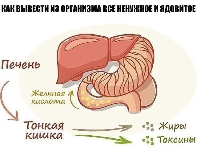 ​Как вывести из организма всё ненужное и ядовитое