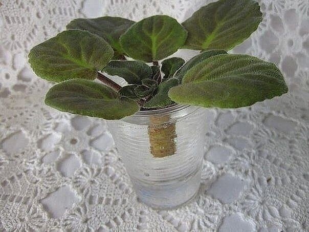 Омолаживаем старую фиалку Омолаживаем старую фиалку