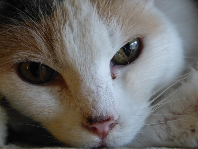 ​Причины того, почему у кошки гноятся глаза