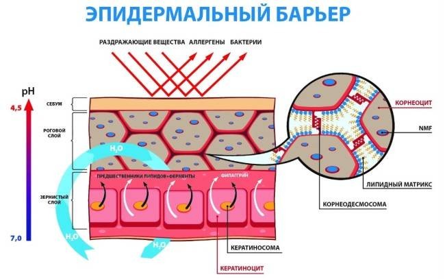 ​Что может повредить кожный барьер