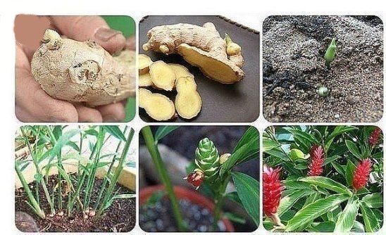 ​Как выращивать имбирь дома