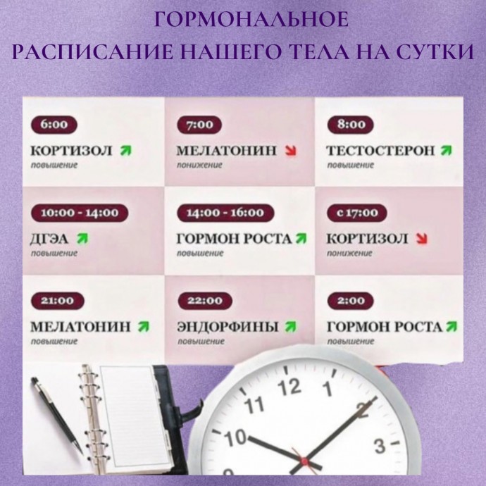 ​Гормональное расписание