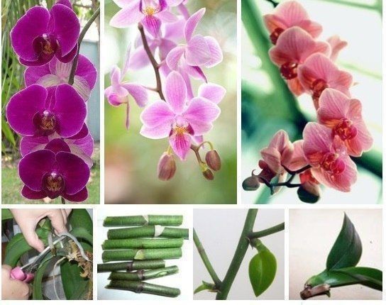 Как размножать орхидею фаленопсис Как размножать орхидею фаленопсис