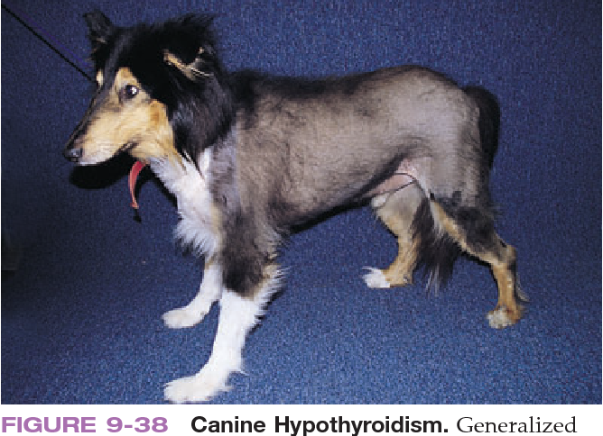 Как вовремя заметить гипертиреоз у собак и избежать проблем со здоровьем питомца
