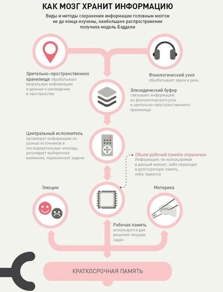 ​Что нужно знать о том, как мозг усваивает и запоминает информацию