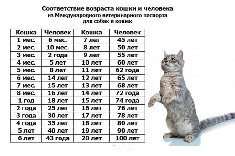 ​Как соотносится возраст кошки и человека