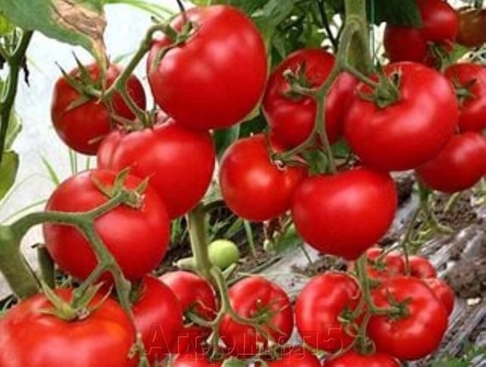 Не томат, а золото: найден помидор, который плодоносит до самого снега