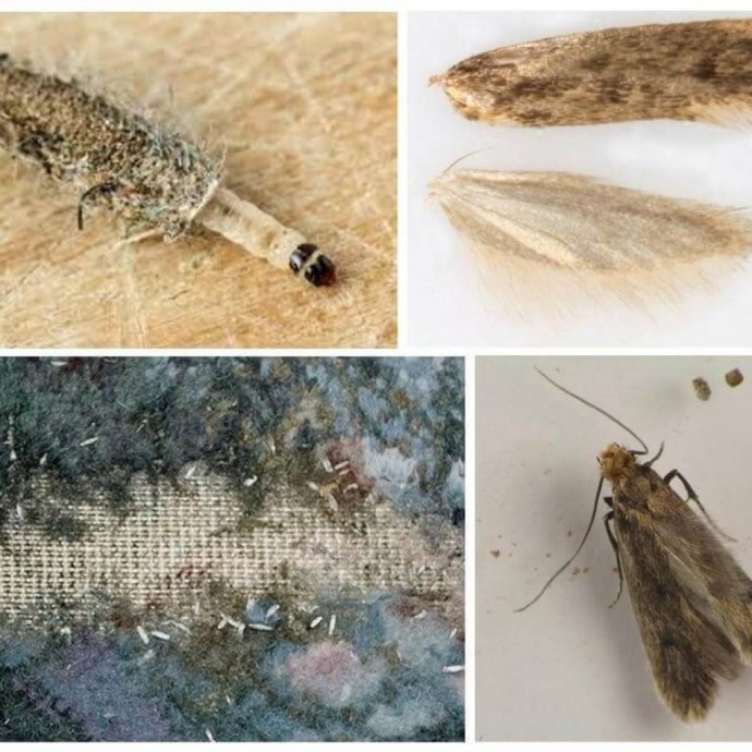 ​Избавляемся от моли в квартире