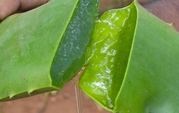Алоэ для предупреждения морщин Алоэ для предупреждения морщин
