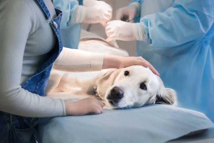 Чем и как нужно кормить собаку после стерилизации