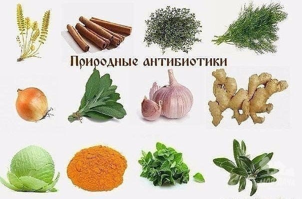 ​Антибиотики, которые дала нам природа