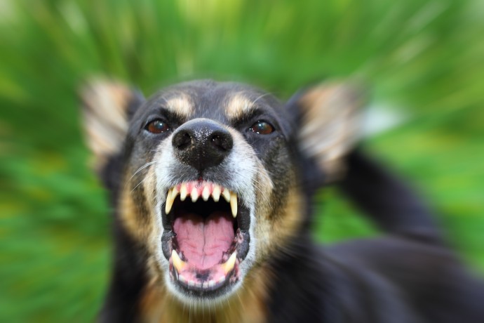 Почему собака бывает агрессивной