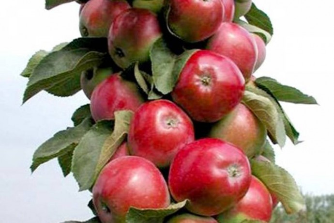​Лучшие сорта колонновидных яблонь