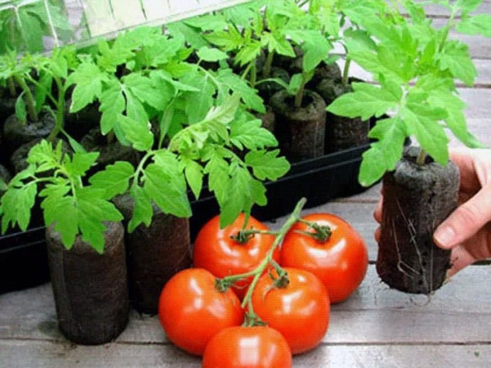 ​Что делать, если рассада помидоров растет медленно