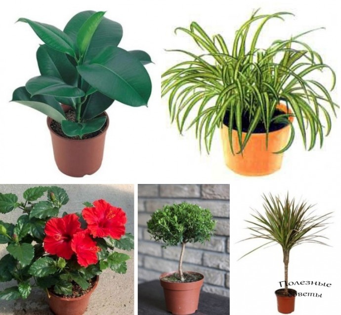 ​Полезные растения для вашего дома