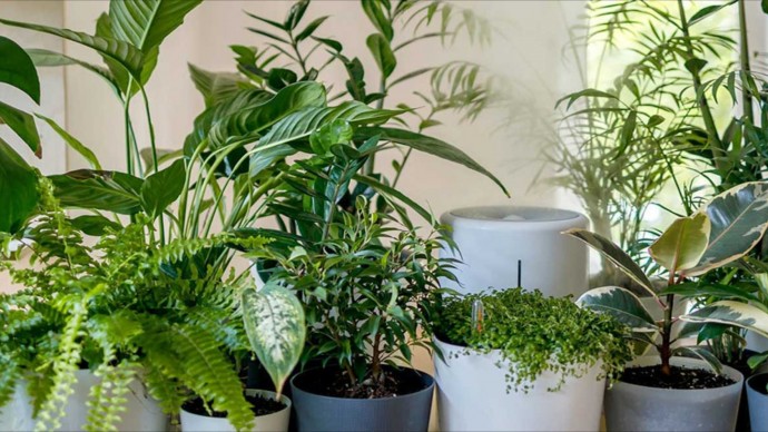 Комнатные растения засияют