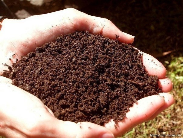 Как необычным способом определить кислотности почвы