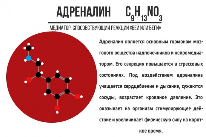 ​Что стоит знать про нейромедиаторы