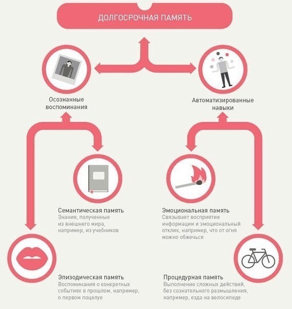 ​Что нужно знать о том, как мозг усваивает и запоминает информацию