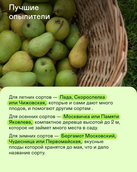 ​Самые сладкие сорта груши