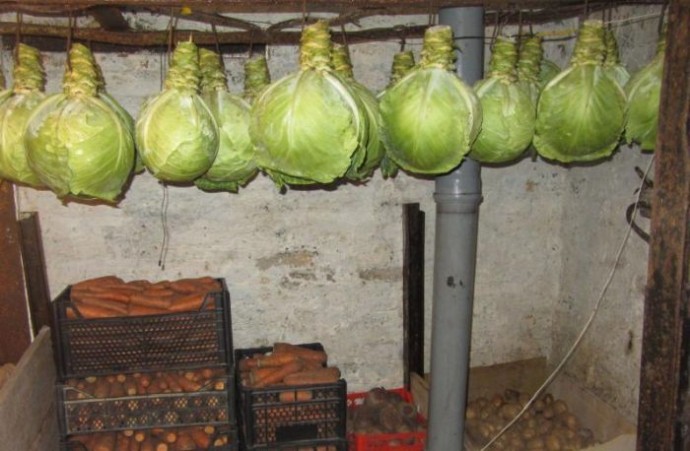 ​Секреты хранения капусты, чеснока, перца