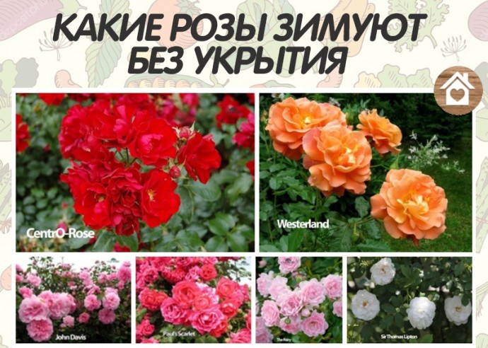 Какие розы зимуют без укрытия Какие розы зимуют без укрытия