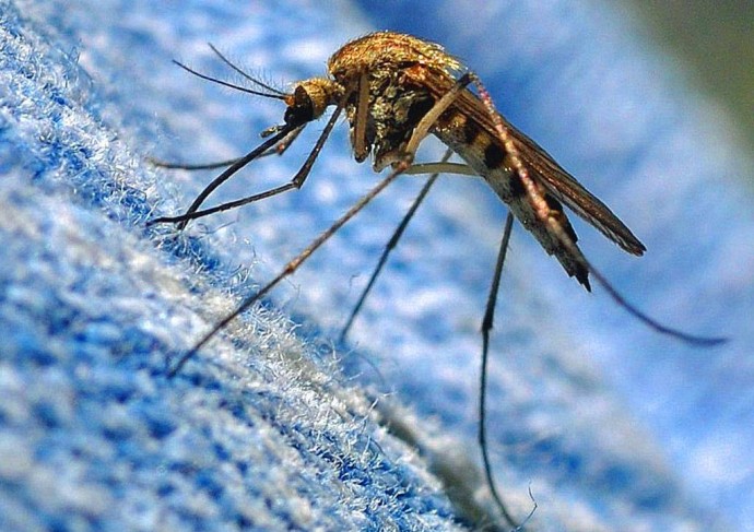Как защититься от комаров во время отдыха на природе: 3 проверенных способа