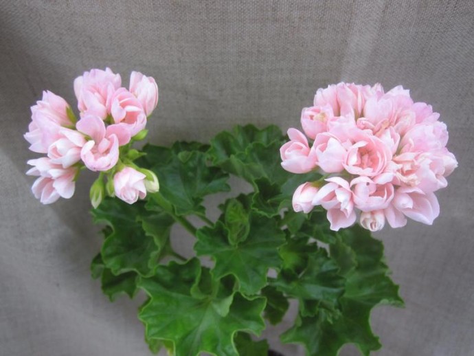 ​Пеларгония тюльпановидная Эмма Pelargonium Emma