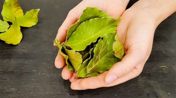 Почему в бутылку с маслом нужно положить лавровый лист Почему в бутылку с маслом нужно положить лавровый лист