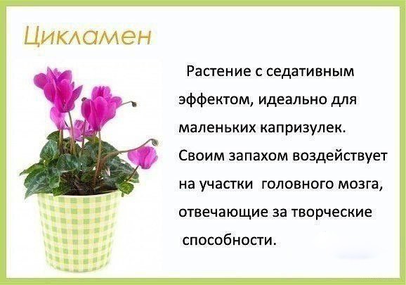 ​Лучшие цветы в детскую комнату