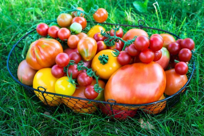 ​Как обеспечить огромный урожай томатов