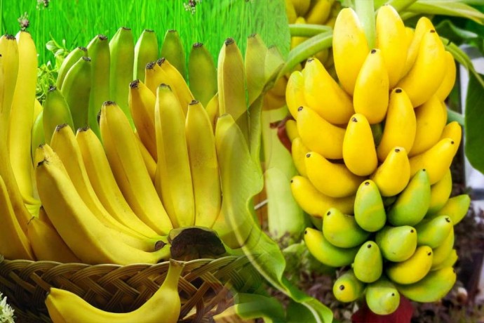Какие бананы лучше покупать: зеленые, желтые или перезрелые