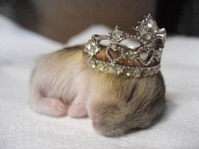 7 скрытых функций компьютерной мыши 7 скрытых функций компьютерной мыши