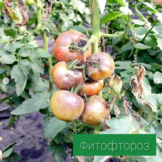 Болезни томатов Болезни томатов