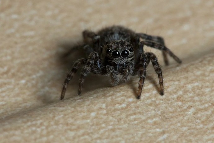 ​Почему пауки появляются в доме