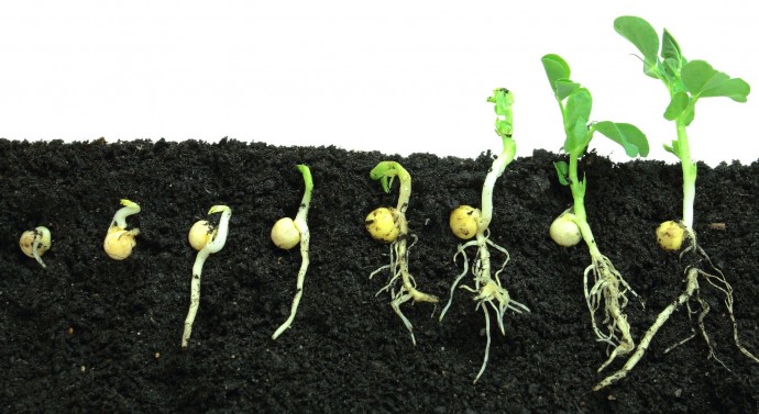 Секрет быстрого роста растений